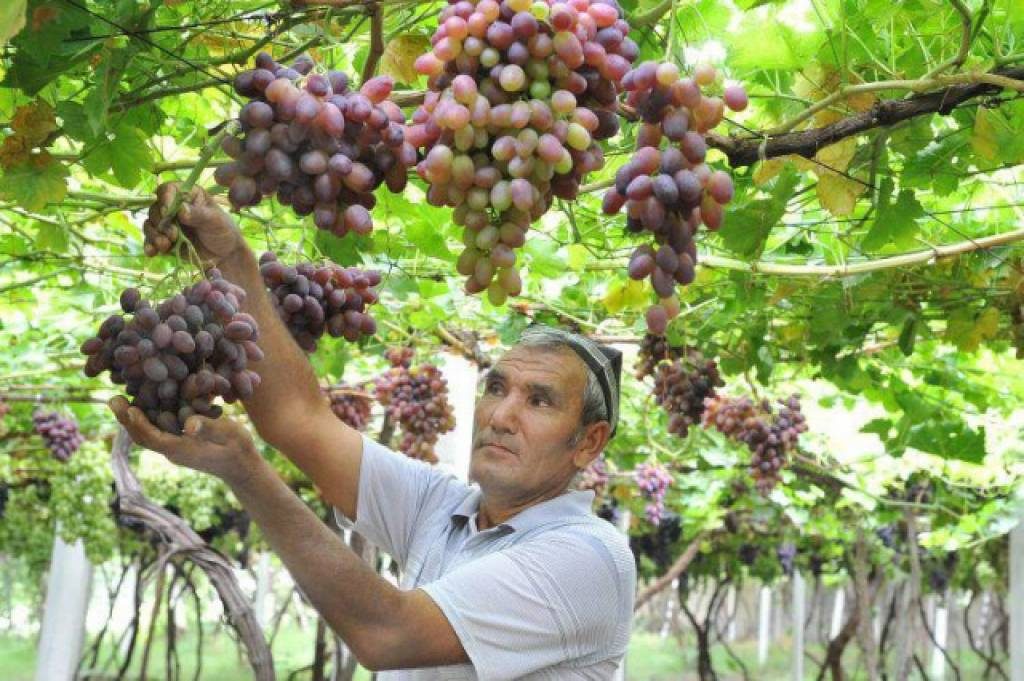Bu yil eng ko‘p uzum yetishtirgan viloyat deb Samarqand tan olindi