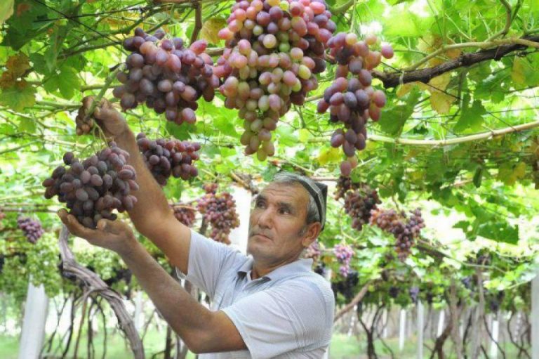 Bu yil eng ko‘p uzum yetishtirgan viloyat deb Samarqand tan olindi