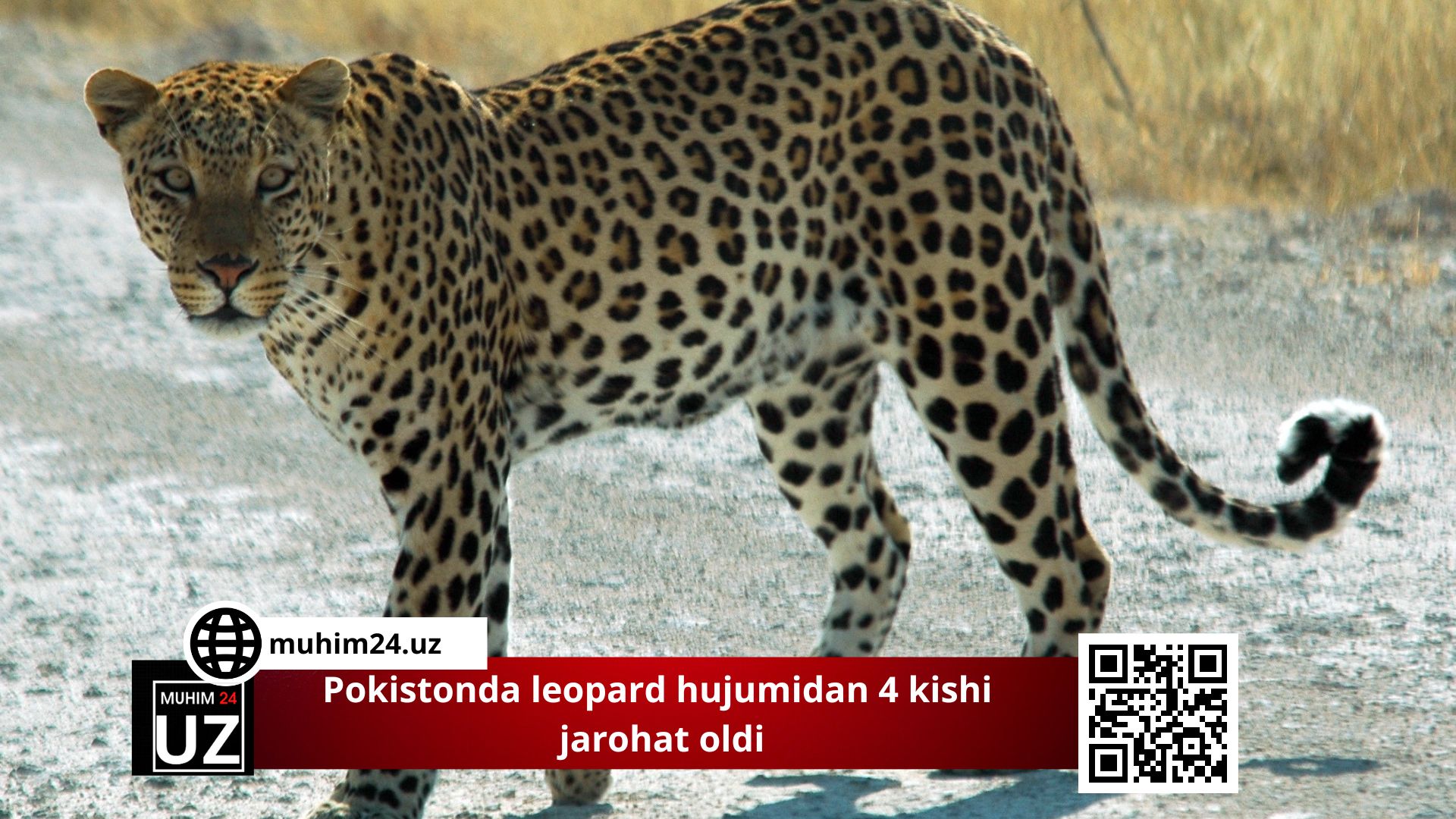 Pokistonda leopard hujumidan 4 kishi jarohat oldi