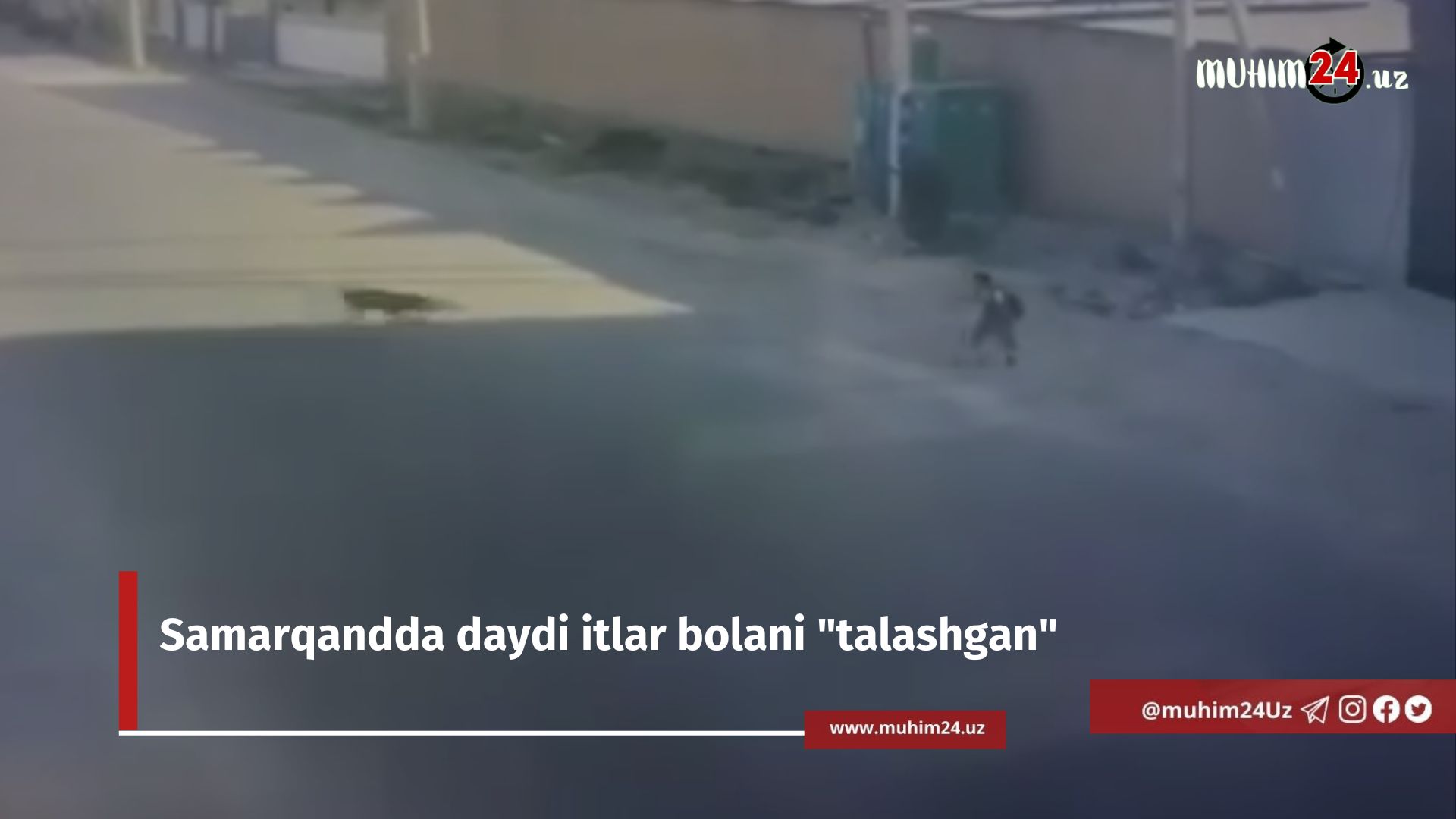 Samarqandda daydi itlar bolani «talashgan»