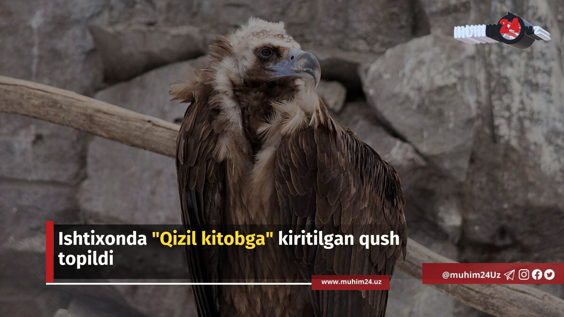 Ishtixonda «Qizil kitobga» kiritilgan qush topildi