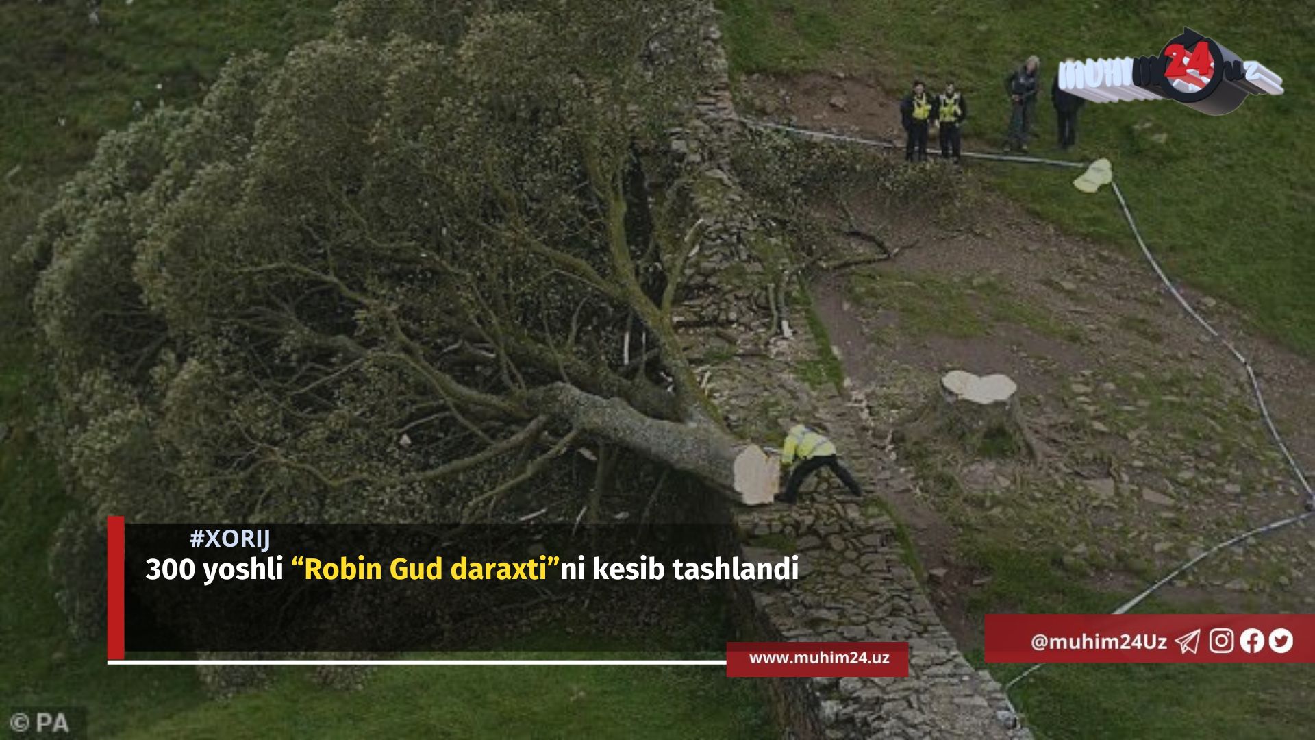 300 yoshli “Robin Gud daraxti”ni kesib tashlandi