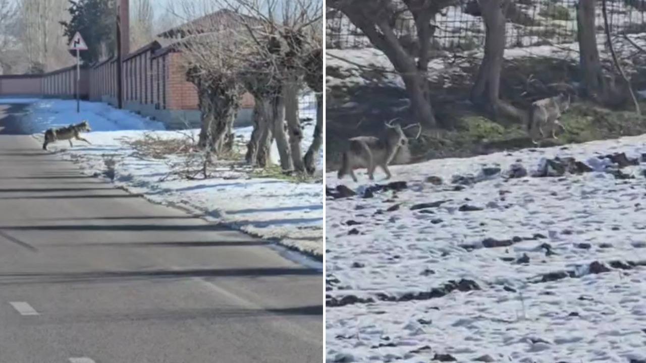 Toshkentda kezgan och bo‘rilar yuzasidan munosabat berildi