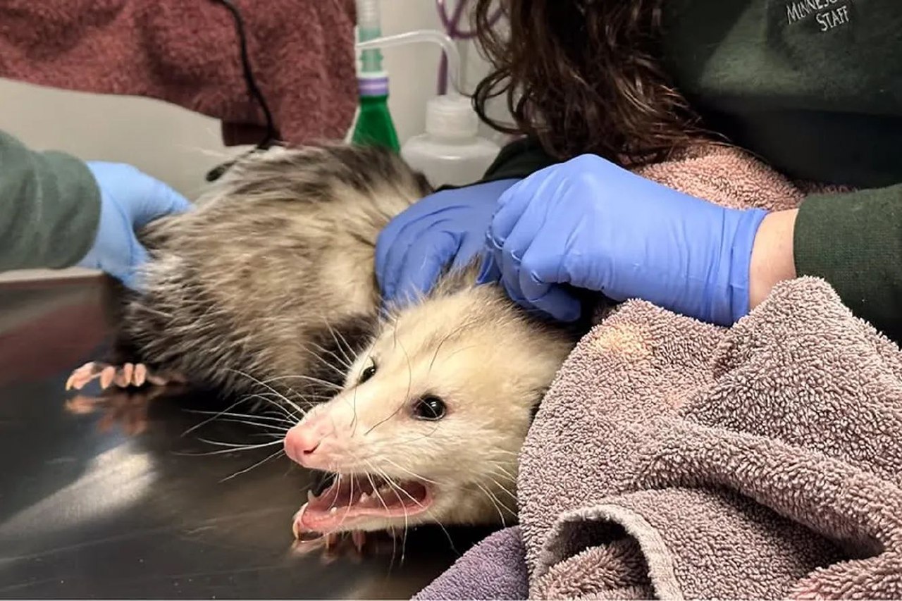 AQShda katta tortni o’g’rincha yeb qo’ygan opossum veterinariya klinikasiga tushib qoldi.