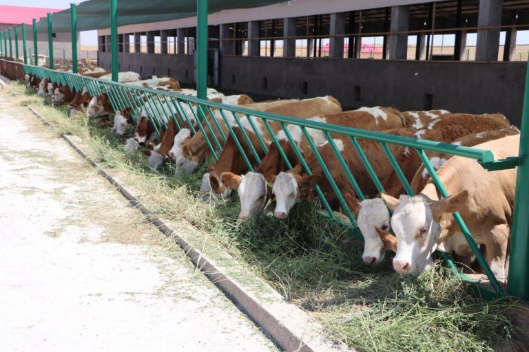 Qishda chorva mollarini parvarish qilish va boqishda nimalarga e’tibor berish kerak?