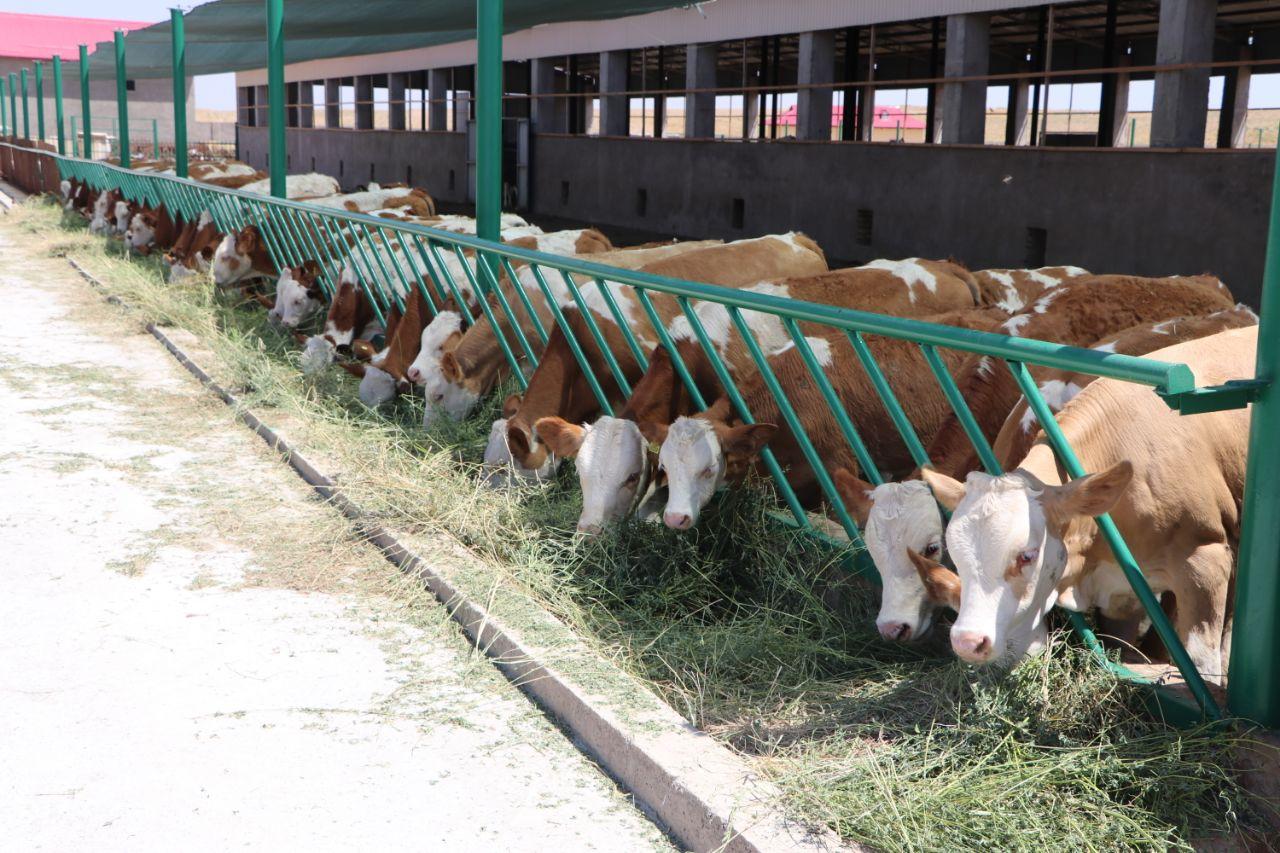 Qishda chorva mollarini parvarish qilish va boqishda nimalarga e’tibor berish kerak?