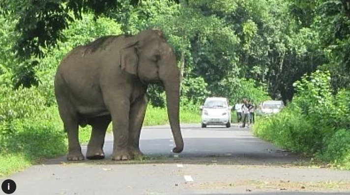 Hindistonda bir fil 10 kun ichida 22 kishini o‘ldirdi