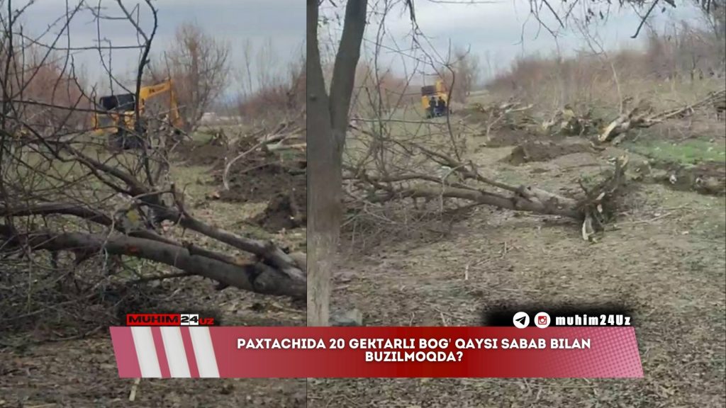 Paxtachida 20 gektarli bog’ qaysi sabab bilan buzilmoqda?