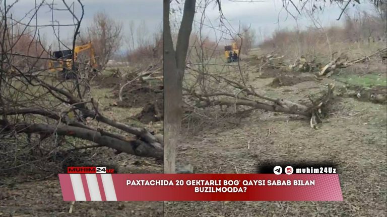 Paxtachida 20 gektarli bog’ qaysi sabab bilan buzilmoqda?